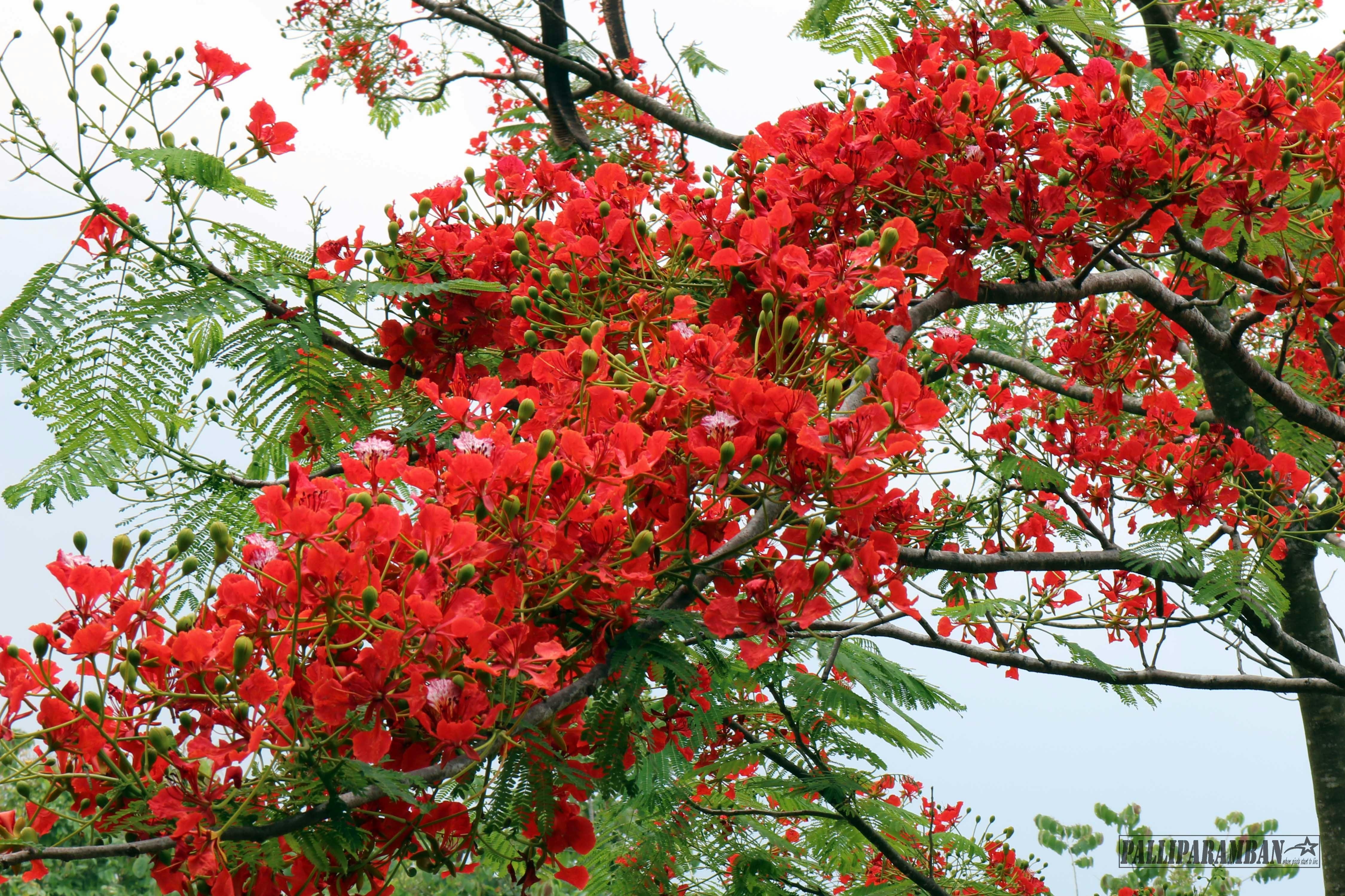 Free stock photo of beautiful flowers, flower tree, red flowers