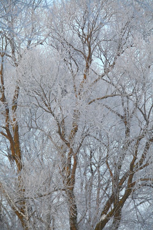 Photos gratuites de arbres nus, branches, tir vertical