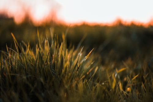 Free A beautiful close-up image of a grassy field during sunrise, capturing the warm hues of the morning. Stock Photo