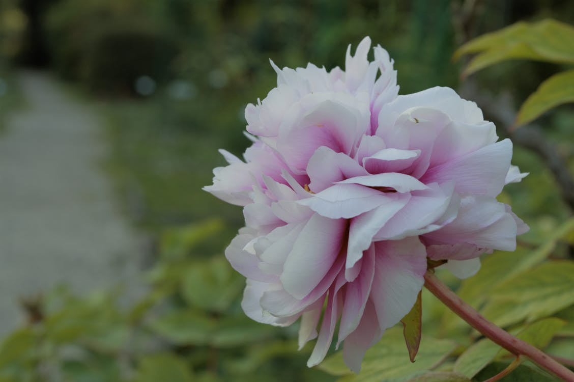 Селективный фокус фотографии белого и розового цветка пиона
