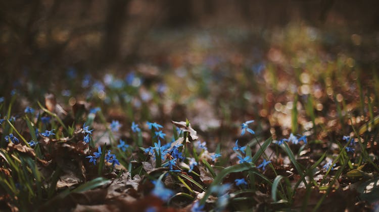 Tiny Blue Spring Flowers