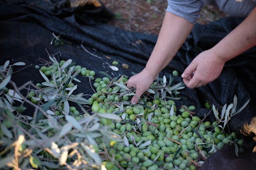 Harvesting green olives by hand in Calabria, Italy, showcasing fresh produce and traditional methods.