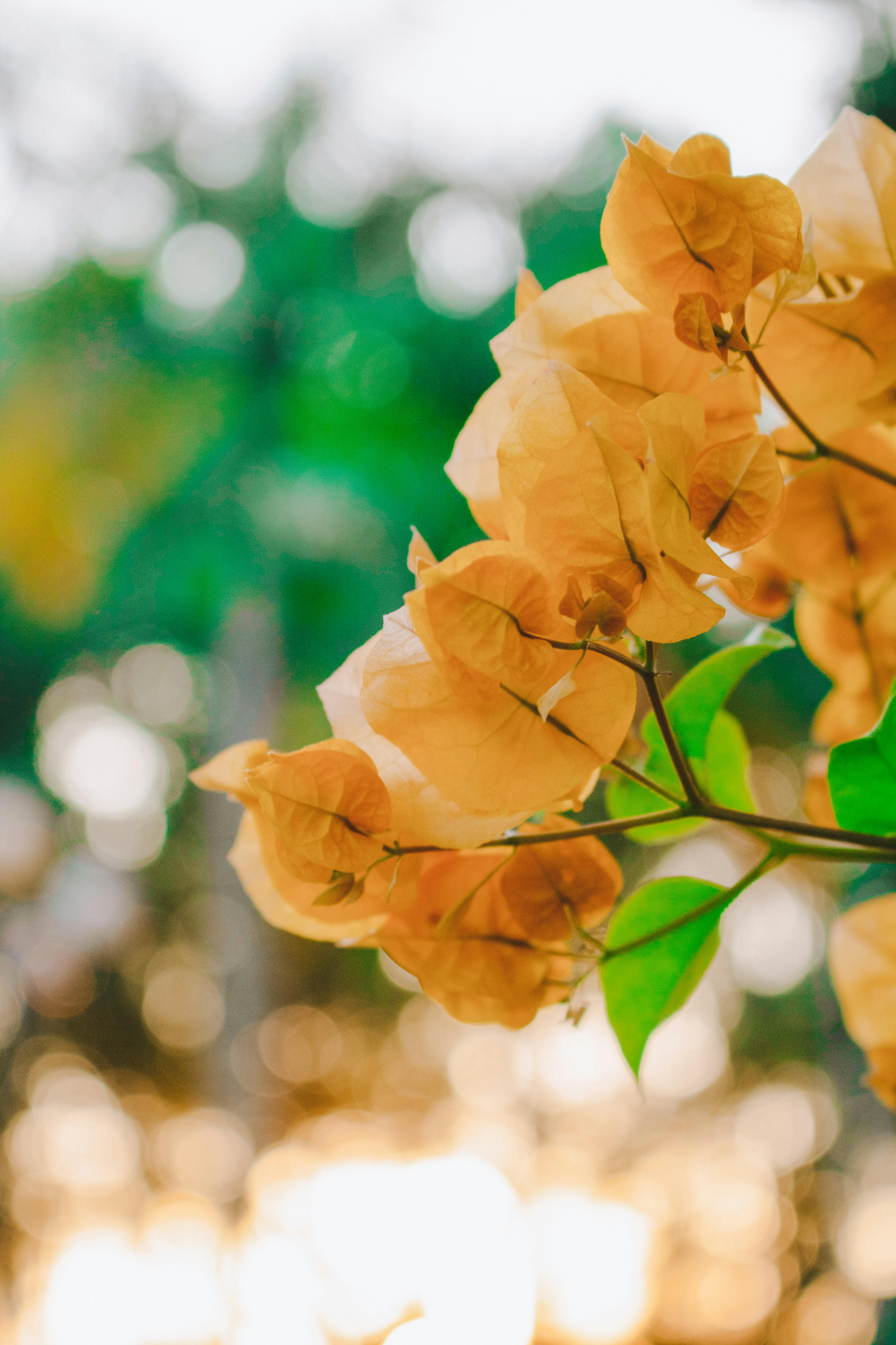 Yellow Bougainvillea Photos, Download The BEST Free Yellow