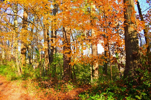 Free stock photo of autumn, autumn background, autumn colors
