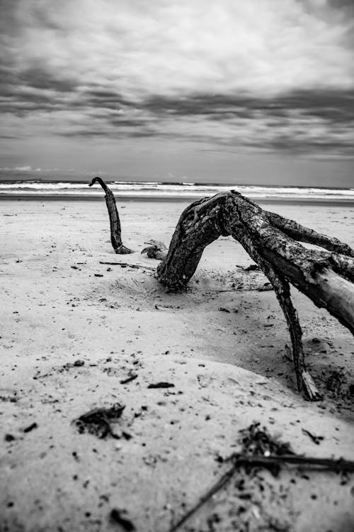 Grayscale Photo of a Tree Trunk on Shore