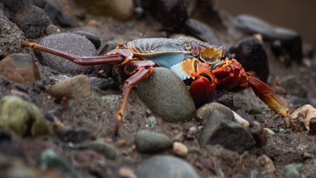 crab photo