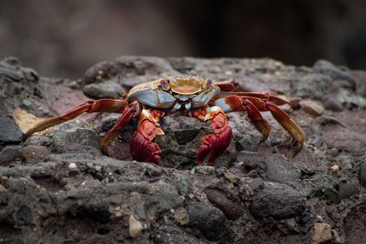 Close-up of a colorful crab on rocky terrain in Arica, Chile, showcasing natural wildlife.