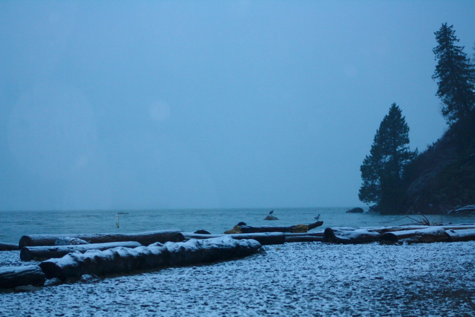 Serene winter scene of a snowy beach at dusk, capturing logs and trees by the sea in Vancouver, BC.
