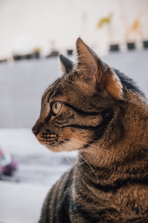 Ingyenes stockfotó macska, macska szemek témában