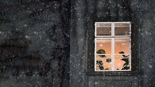Základová fotografie zdarma na téma chladný den, okno, pokojová rostlina