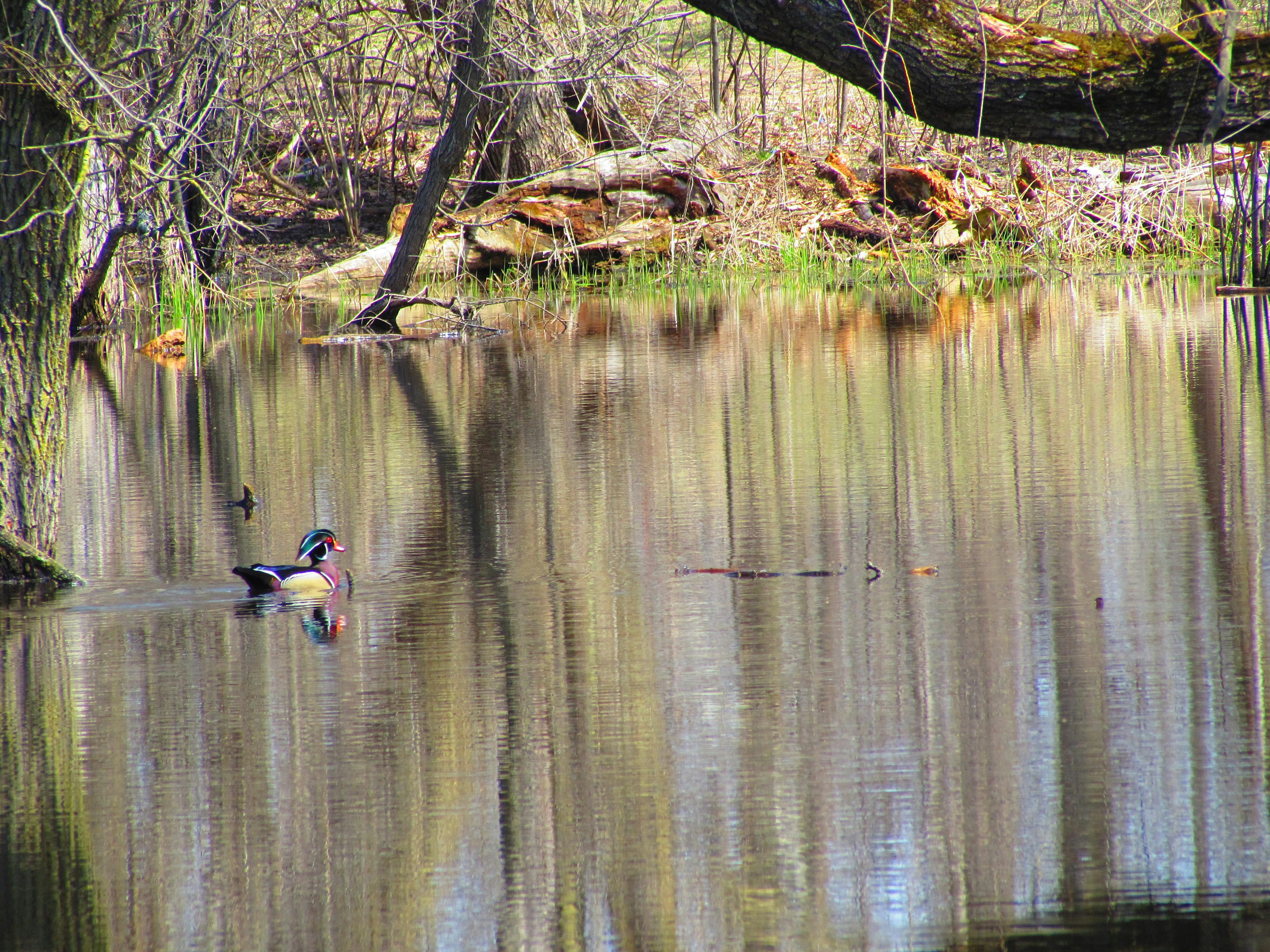 Free stock photo of wood duck