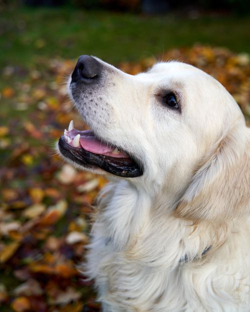 Free Charming close-up of a golden retriever enjoying autumn in an Oslo park, showcasing its fluffy fur and bright eyes. Stock Photo
