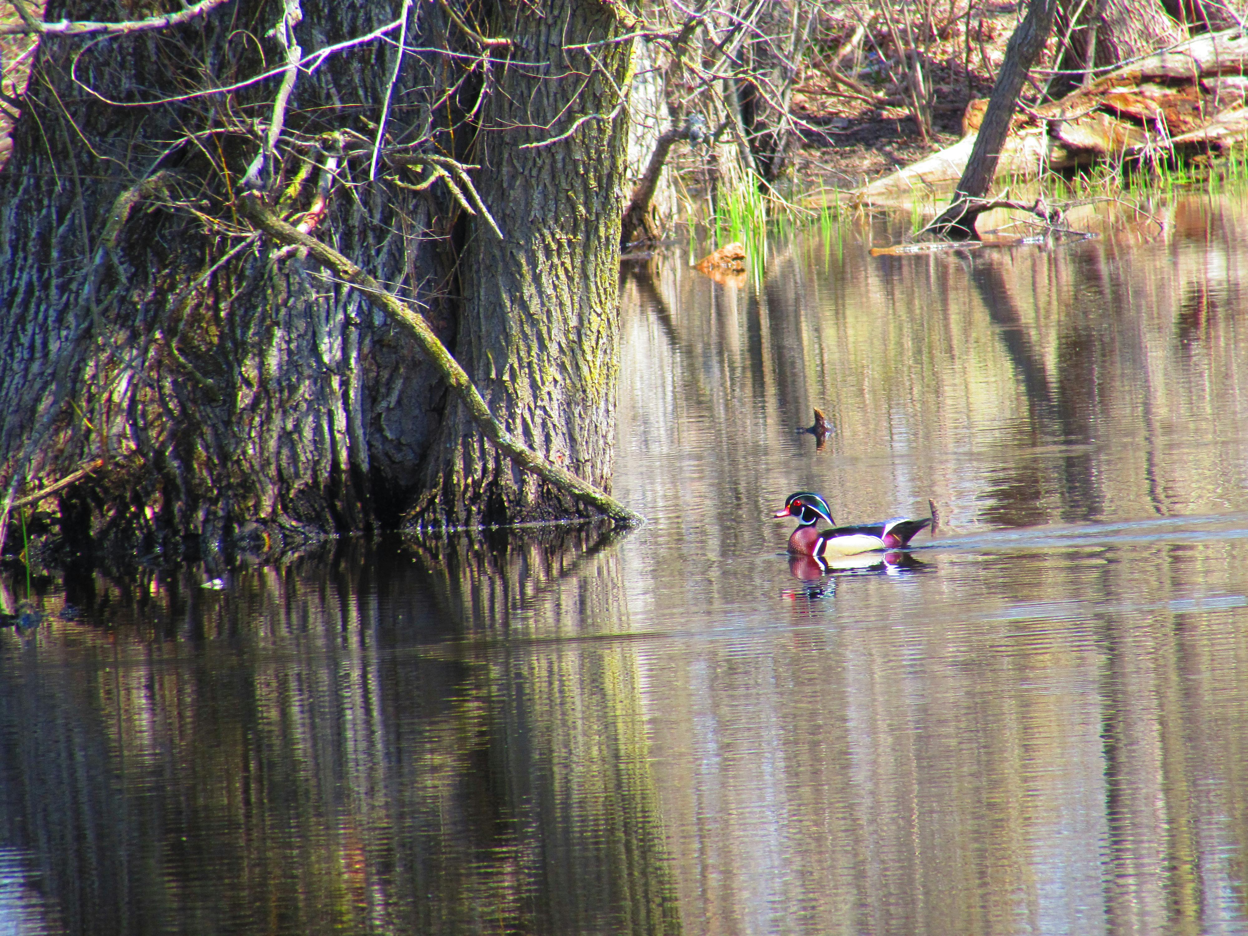 Free stock photo of wood duck