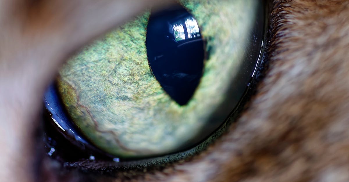 Animal\'s Green Eye