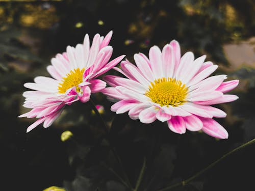 Foto stok gratis benang sari, bunga-bunga, fokus selektif