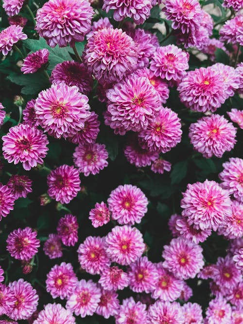 Close-Up Shot of Chrysanthemum Flowers