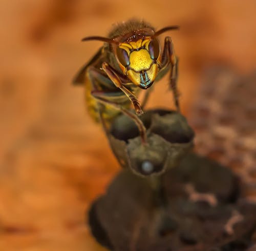 Yellow Wasp