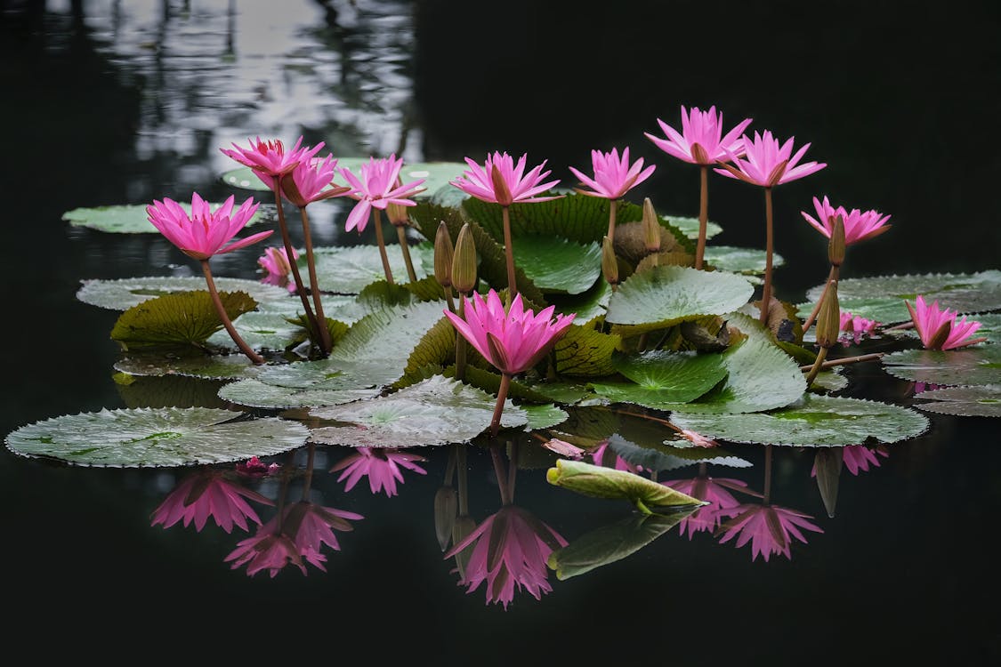 Pink Lotus Flowers on the Pond