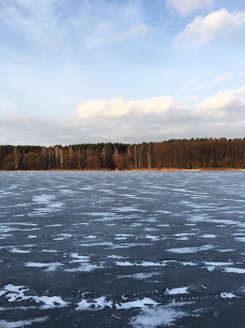 Základová fotografie zdarma na téma les, mráz, stromy