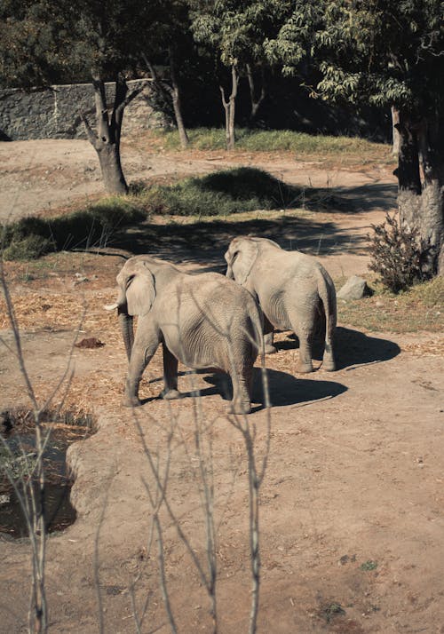 Photos gratuites de animaux, éléphants, mammifères