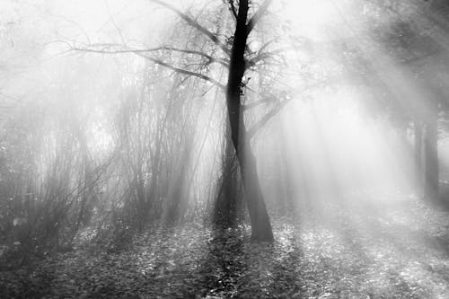 A Grayscale Photo of Bare Trees