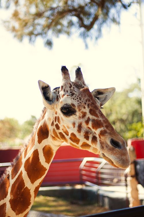 Free Detailed giraffe portrait taken outdoors at a zoo on a sunny day. Stock Photo