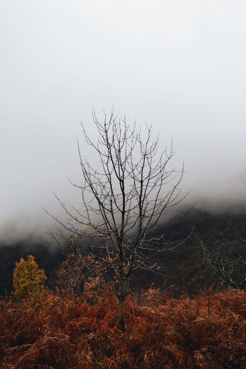 Fotobanka s bezplatnými fotkami na tému bezlistý, húšti, kríky