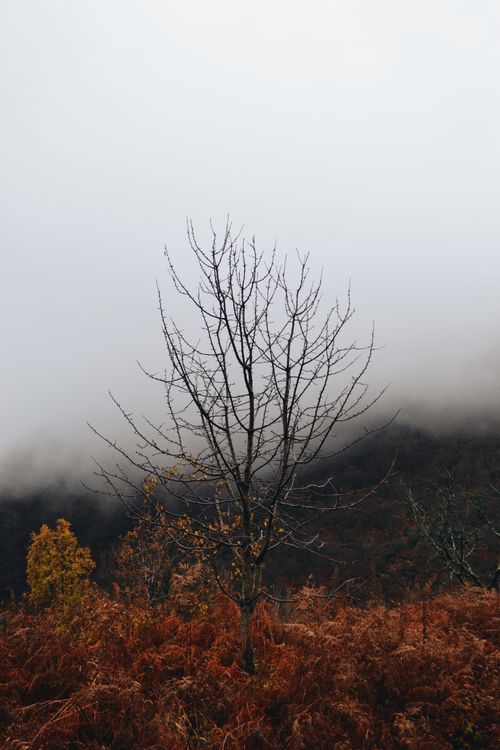 Free A solitary leafless tree stands in a foggy autumn landscape surrounded by ferns. Stock Photo