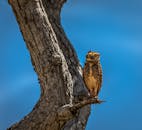 一只猫头鹰栖息在树枝上，在明亮的蓝天映衬下，尽显野生动物的本色