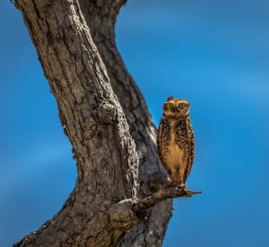 一只猫头鹰栖息在树枝上，在明亮的蓝天映衬下，尽显野生动物的本色