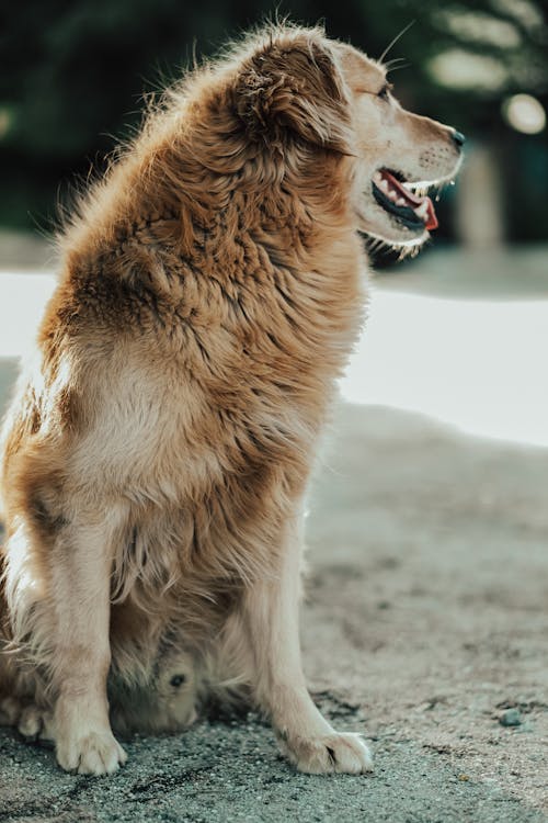 Brown Dog with Tongue Out Sitting on Dirt Ground