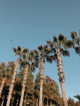 A group of tall palm trees reaching into the clear blue sky in Antalya, Turkey.