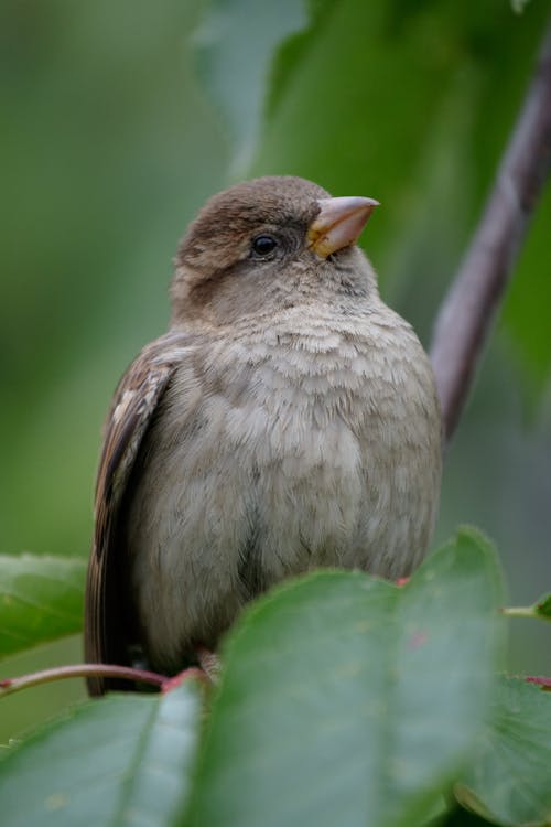 Photos gratuites de aviaire, bec, fermer