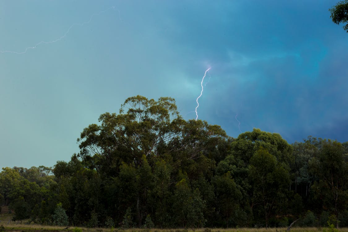 Free Green Leaf Trees With Strike of Lightning Stock Photo