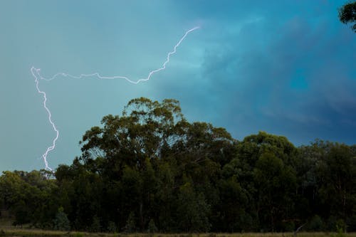 Free Lightning Above the Green Trees Stock Photo