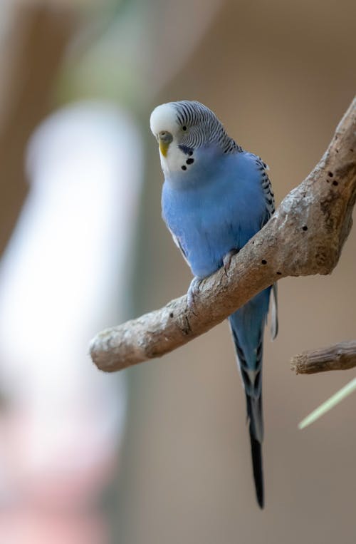 Free Blue Budgerigar Bird Perched on a Branch Stock Photo