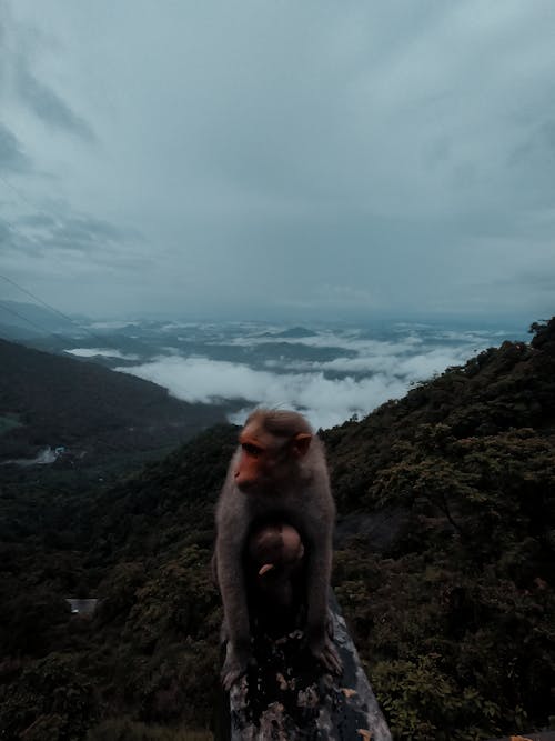 Fotobanka s bezplatnými fotkami na tému kerala, mláďa opice, mobilná kamera