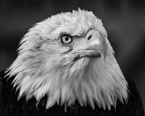 Grayscale Photo of an Bald Eagle