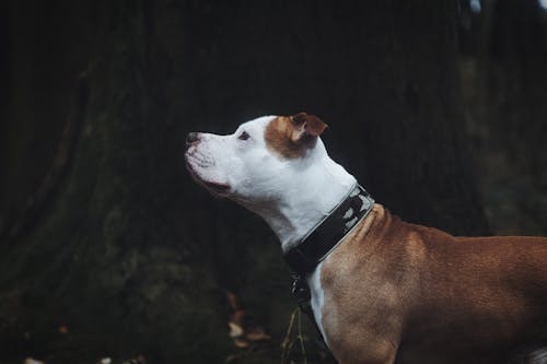 Brown and White Pitbull Looking Up