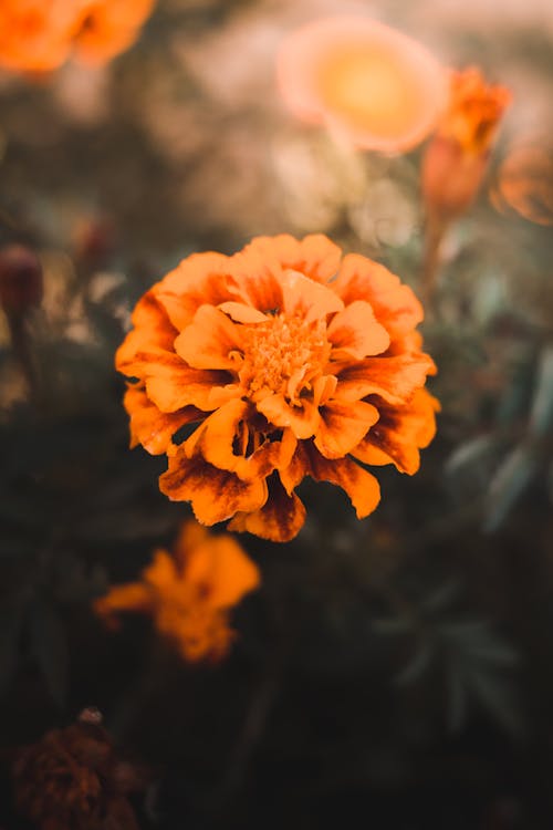 Fotos de stock gratuitas de caléndula, enfoque selectivo, flor