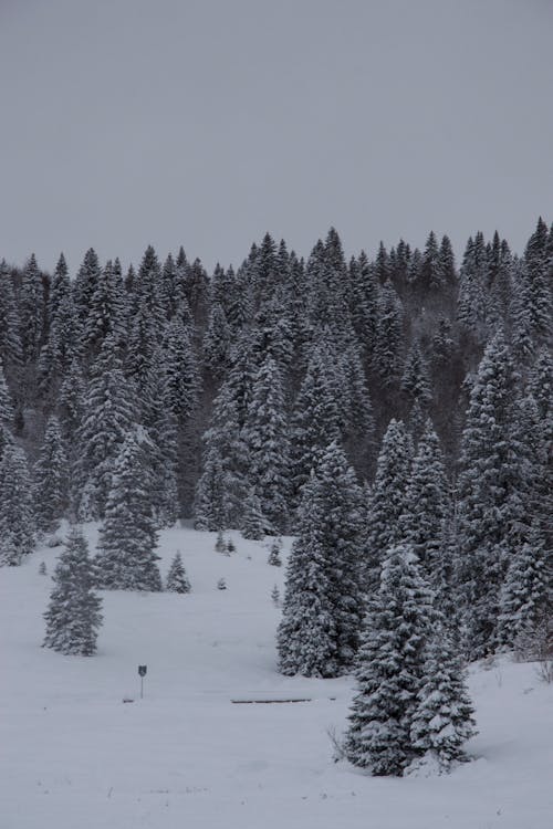 ağaçlar, dikey atış, kar içeren Ücretsiz stok fotoğraf