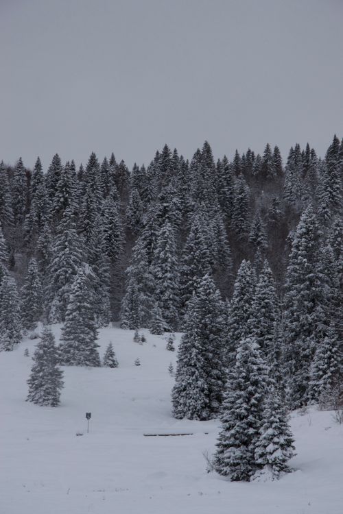 Free A peaceful, snow-covered conifer forest under a foggy winter sky. Stock Photo