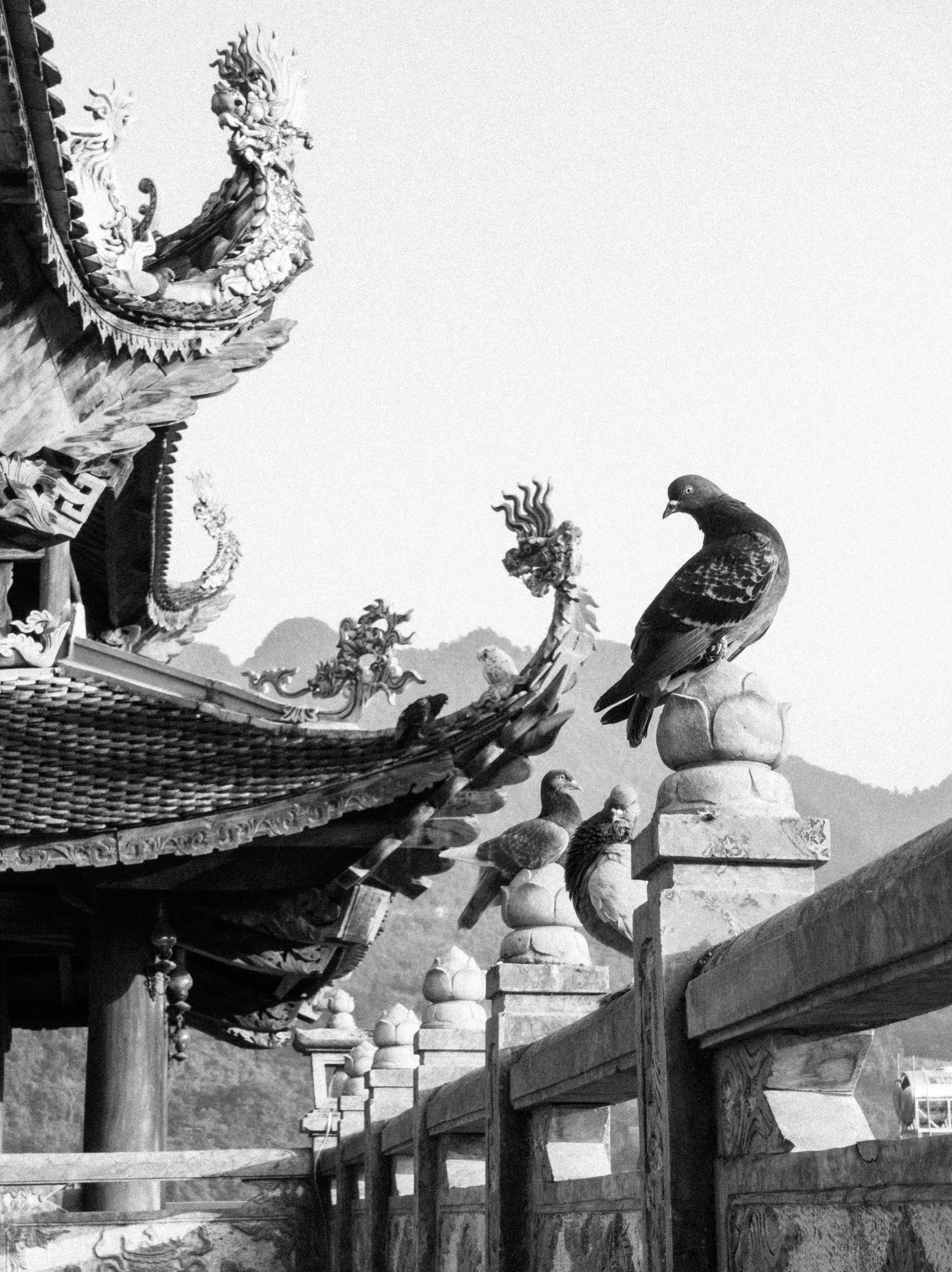 Black and white image of pigeons on an ornate temple roof in Hà Giang, Vietnam.