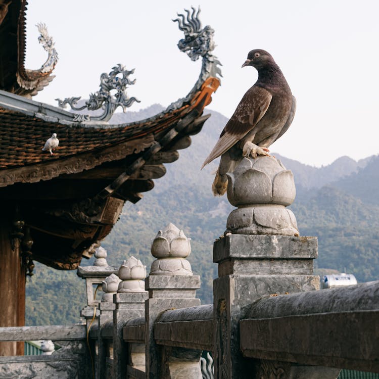 Close Up Of A Perching Pigeon