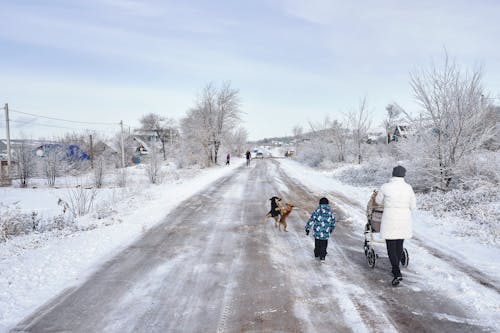 免费 冬季, 冷, 小狗 的 免费素材图片 素材图片