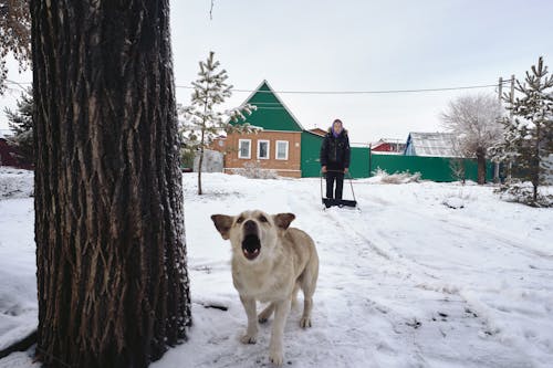 Kostnadsfri bild av djur, hund, man