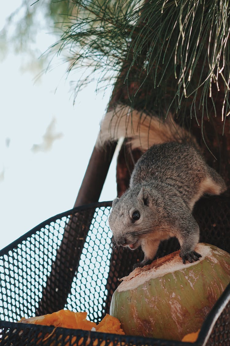 Squirrel On Tree