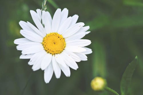 White and Yellow Daisy Flower in Bloom