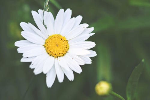 Kostnadsfri bild av blomfotografi, blomma, delikat