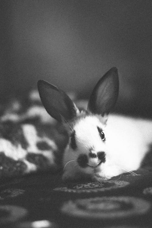 Free Monochrome Photograph of a Bunny Stock Photo